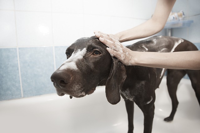 Iodine bath best sale for dogs