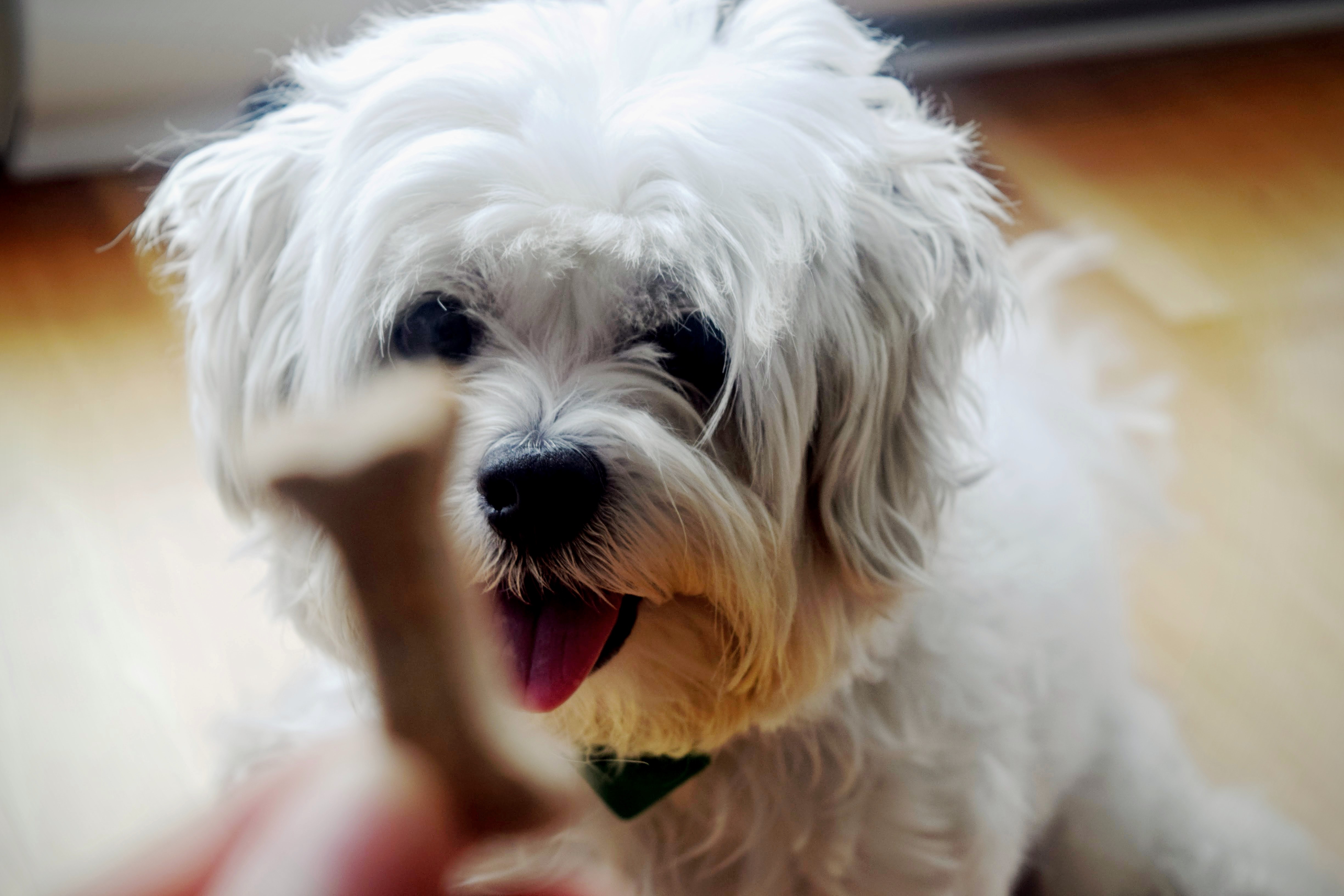 Hard white dog clearance bones