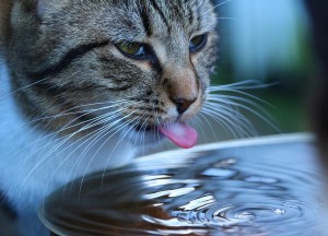 cat drinking