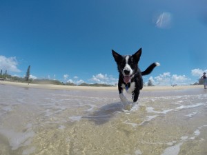 dog beach