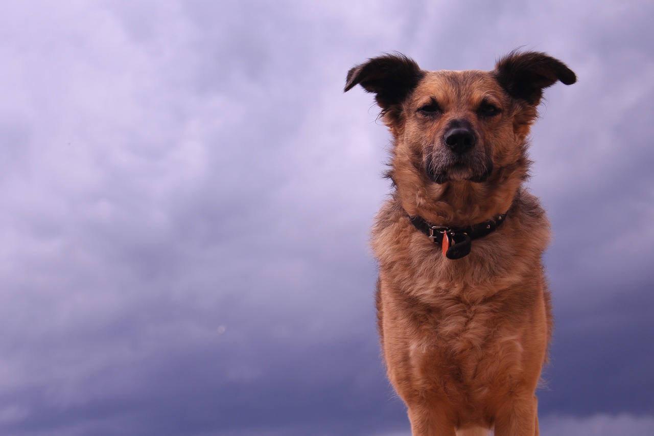 Dog anxiety cheap during storms